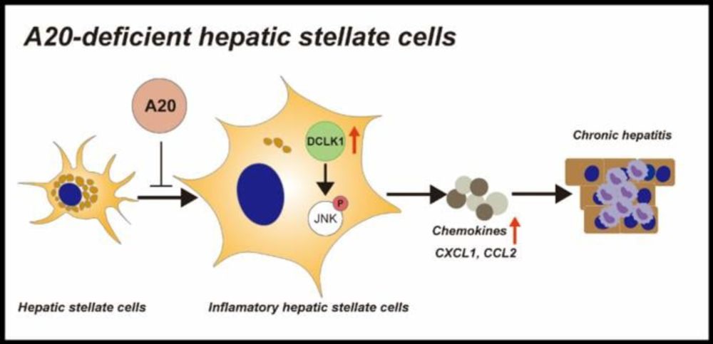 New Protein Target Could Lead to Better Treatments for Chronic Hepatitis