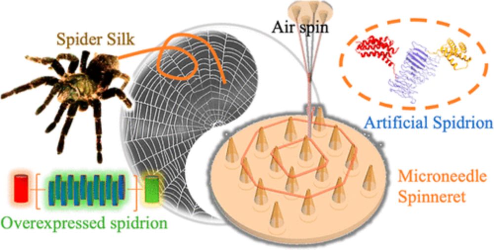 Artificial Spider Silk Spins New Possibilities for Medical Treatment