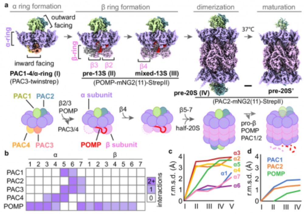 How to Build Our Body’s Protein Recycling Factories