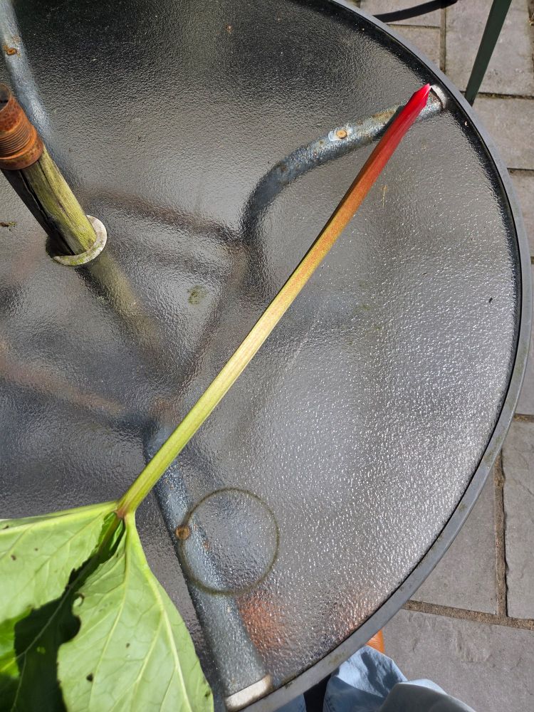 Very long stalk of rhubarb on a glass outdoor table