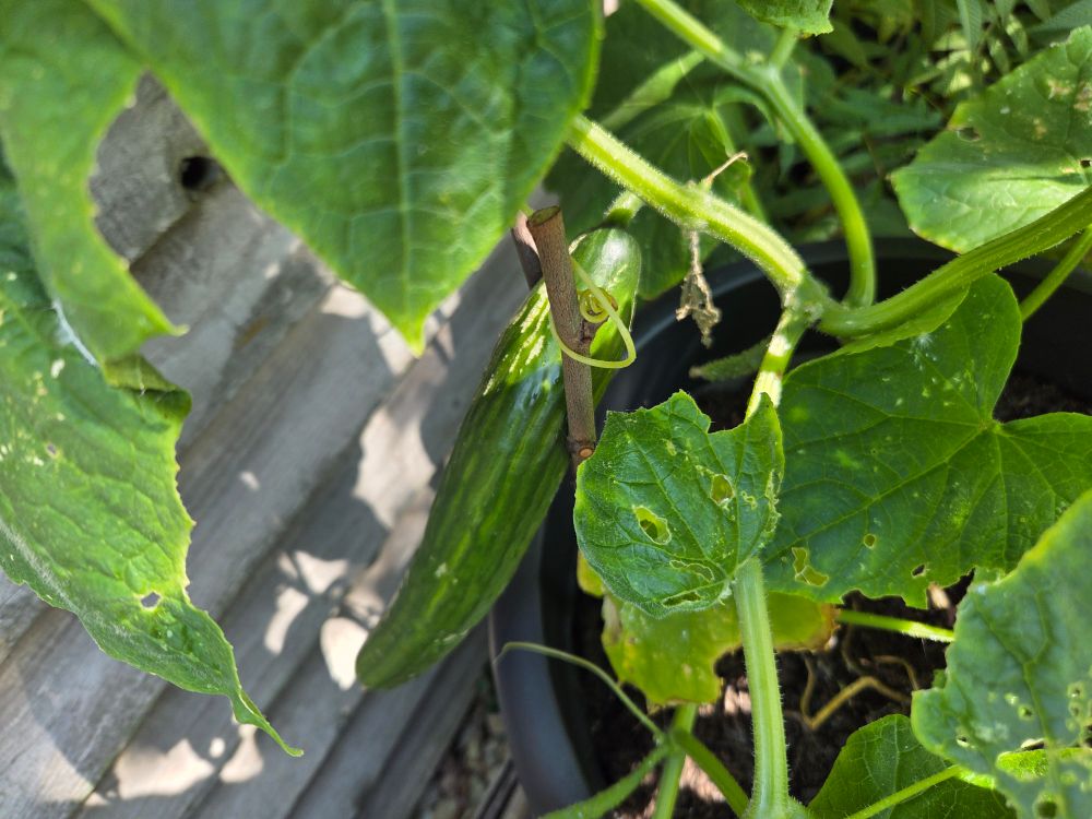 A cucumber growing on the vine 