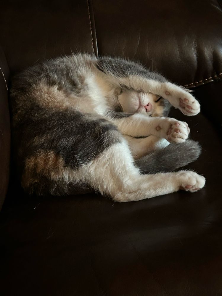 A sleeping cat on a couch.
