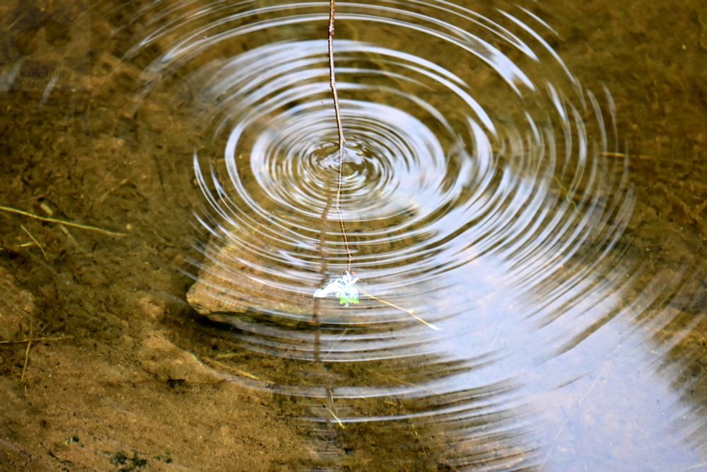 There will always be ripples. The important thing is the stillness between the ripples. -Udayakumar DS