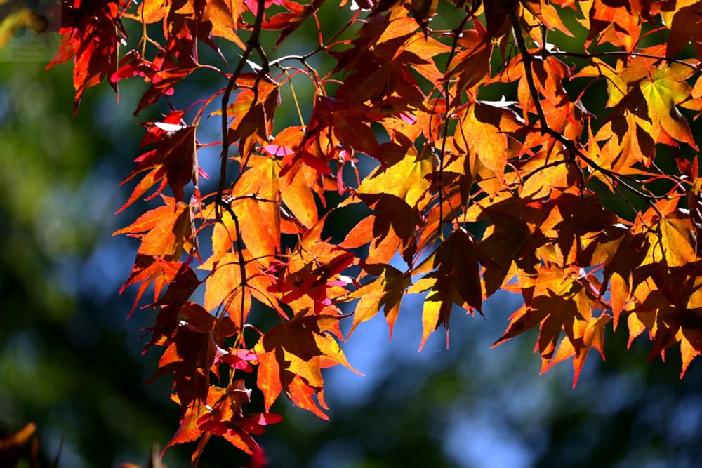 And all at once, summer collapsed into fall. -Oscar Wilde