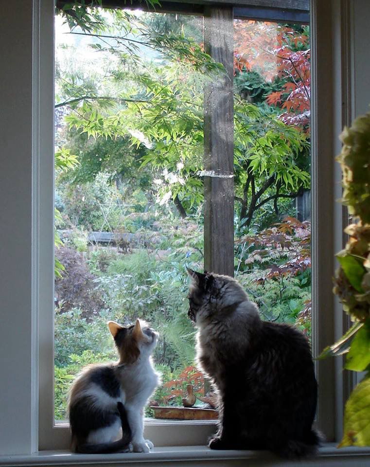 Flicka as a kitten sitting in a window with my older cat Frankie. They are in matching poses and he is teaching her about birdwatching.
