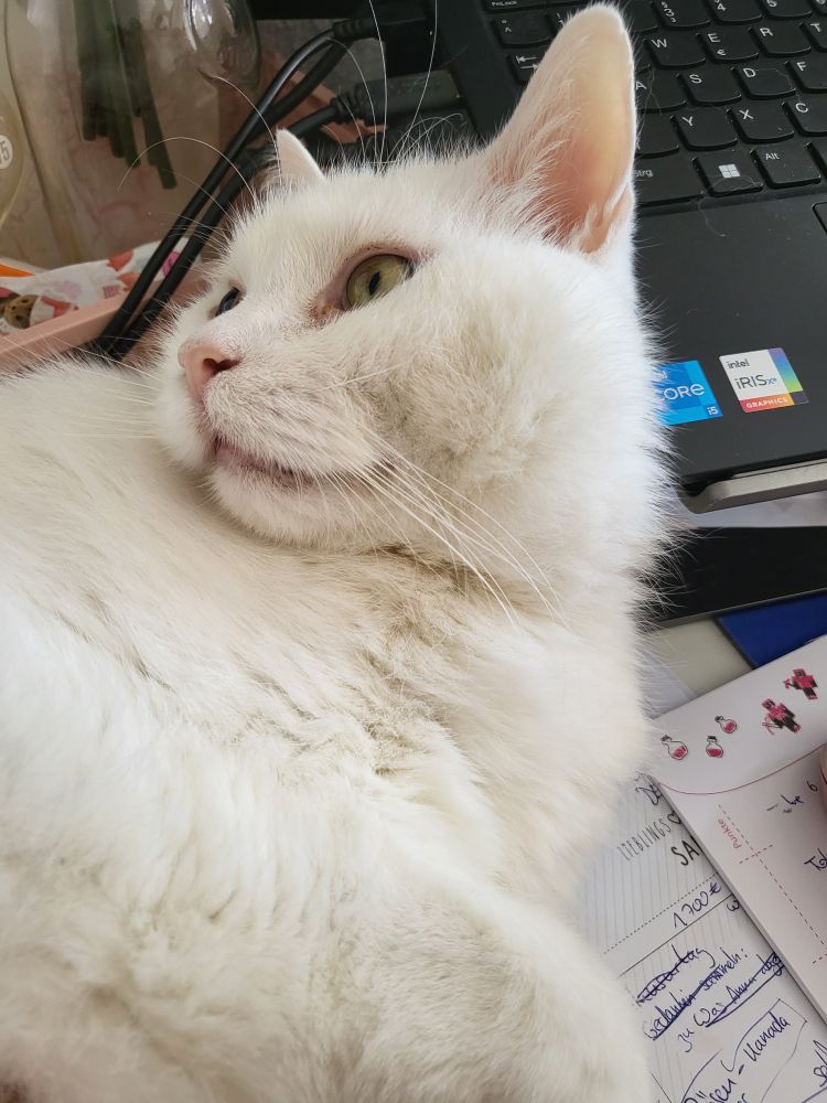 White cat on a desk