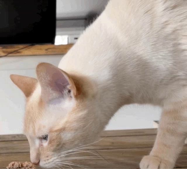 a white cat is eating food on a wooden floor