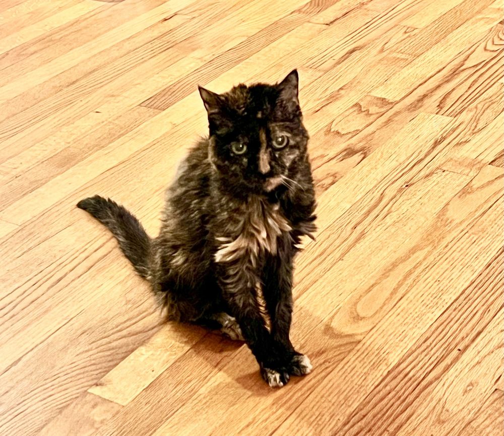 Gumbo (2003-2024)

It was easy for us to believe that she would go on forever. Her last photo, three weeks ago 