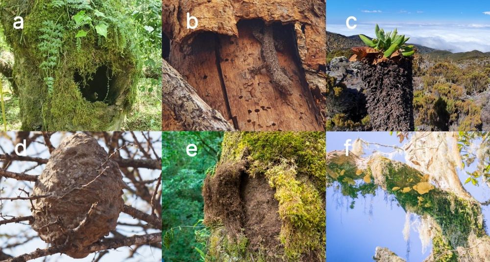 The figure shows the beauty and diversity of tree-related microhabitats recorded on Kilimanjaro, Tanzania.