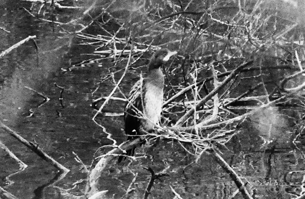 A first-year pygmy cormorant resting on a branch above the water.
