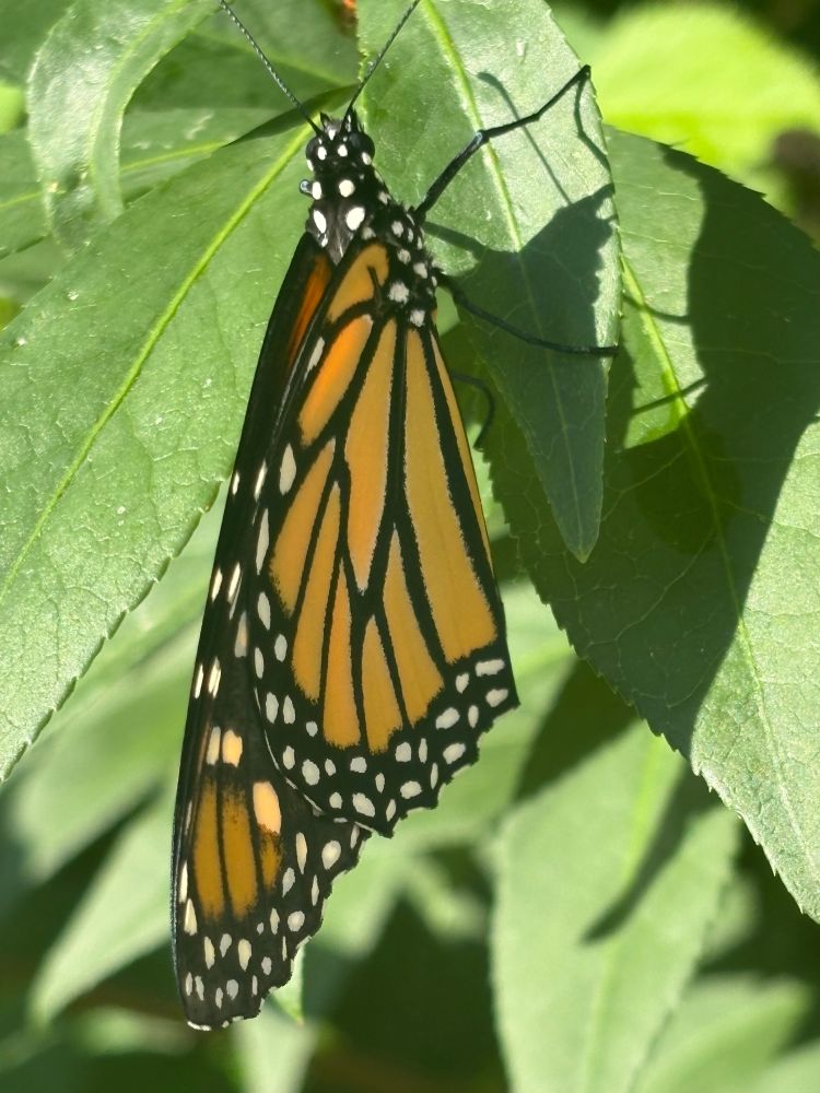 Up-close photo of one of the monarch butterflies hanging outside from a leaf.