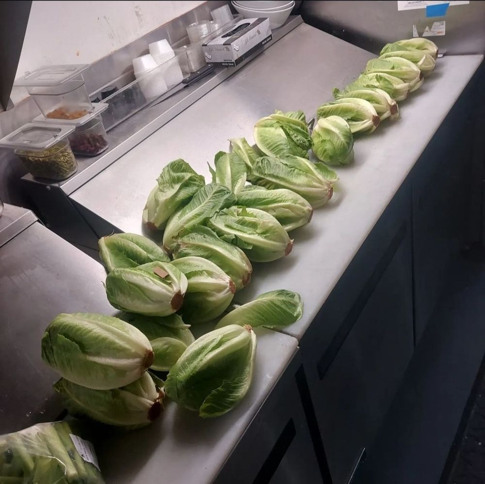 Panel A: we see about 20 heads of Romain lettuce sitting in a row