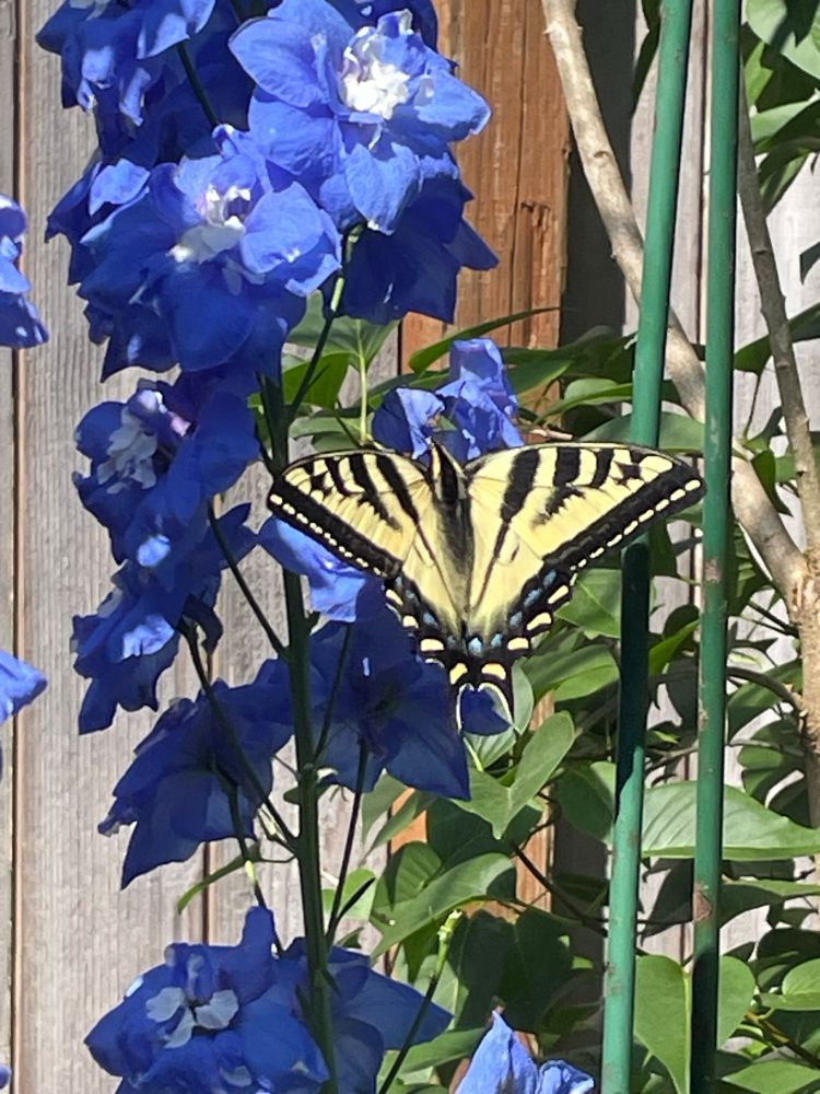 Butterfly loving my blue delphinium 