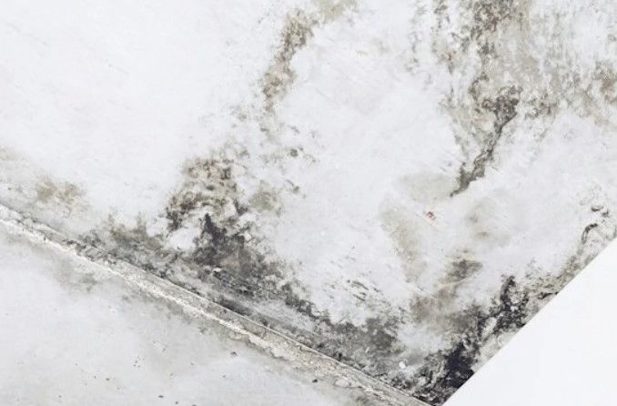 An image showing black mould or mildew on a white ceiling (Credit: Olena Shmahalo on Unsplash)