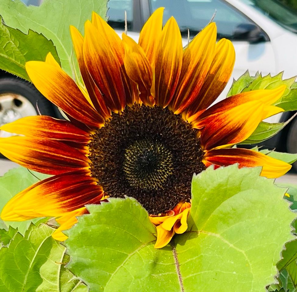 Orange and yellow sunflower peeking up from behind a green leaf - open and looking at the sun, in the garden 