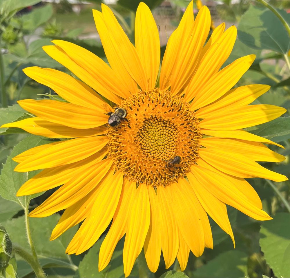 Two bees feasting on a bright yellow sunflower in the garden 