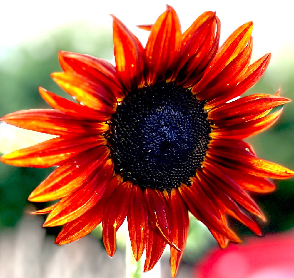 Chocolate sunflower looking like the sun in flames with highlights or orange and yellow
