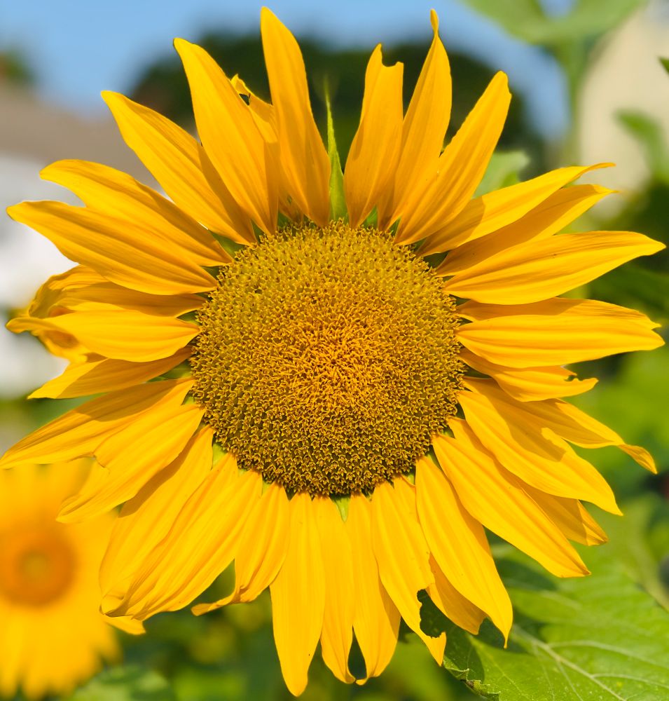 Yellow sunflower - in the front garden 