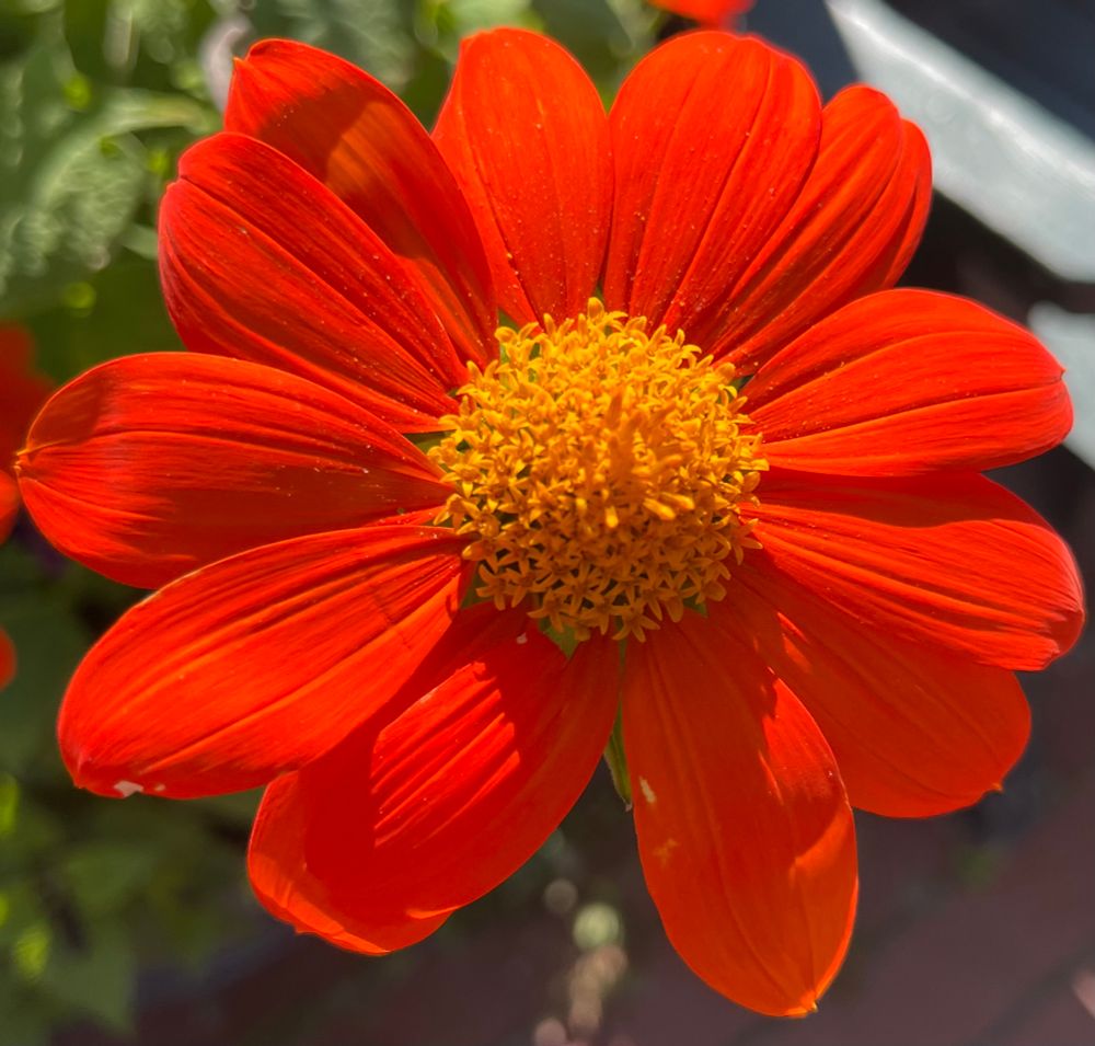 Red Tithonia, also known as Mexican Sunflower, showing off in the garden 