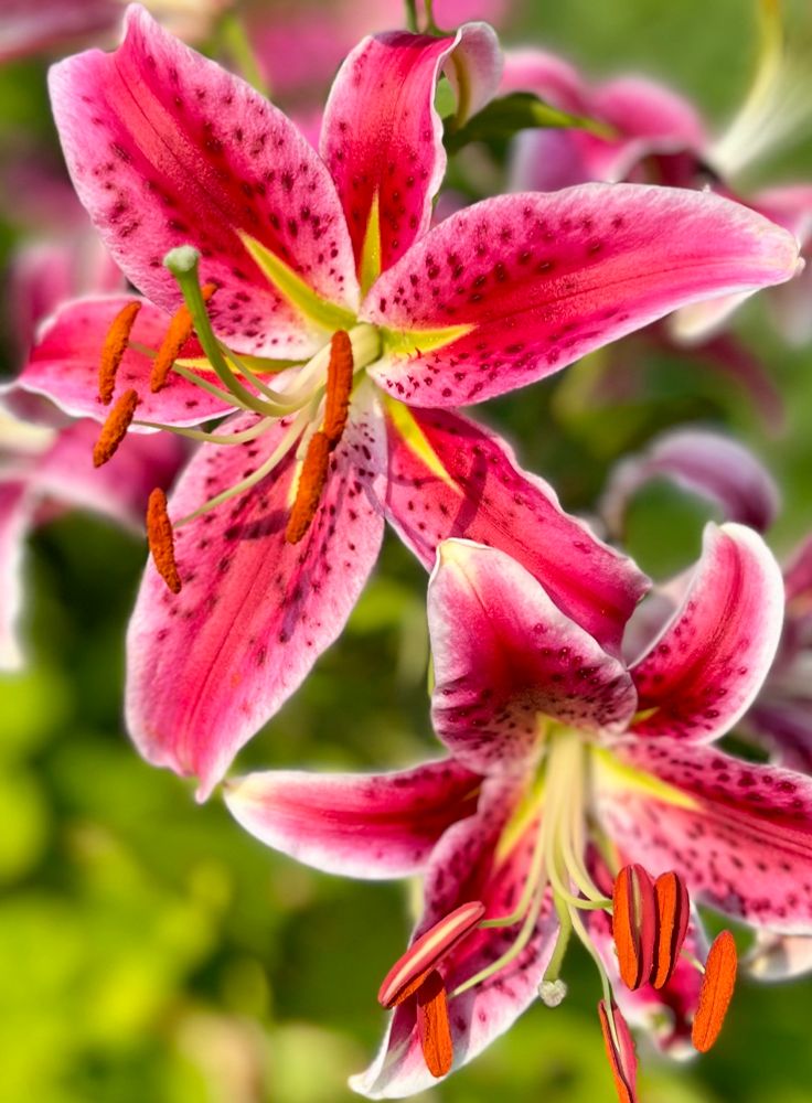 Stargazer Lily in full bloom and perfect pollen - in the garden 