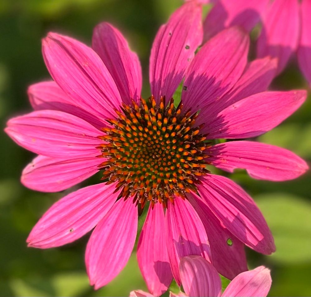 Purple Echinacea flower against a green background in the garden 