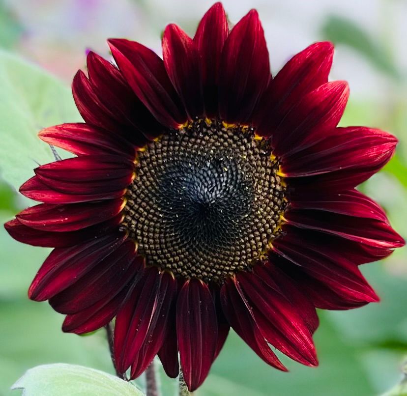 Burgundy sunflower fully open and beautiful in the garden at dusk