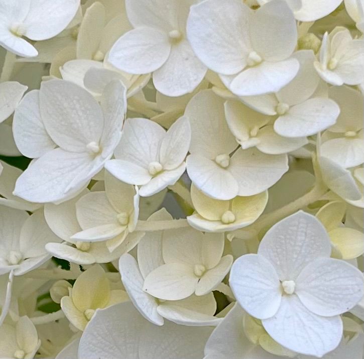 The white and tiny flowers that make up a hydrangea bloom in the garden 