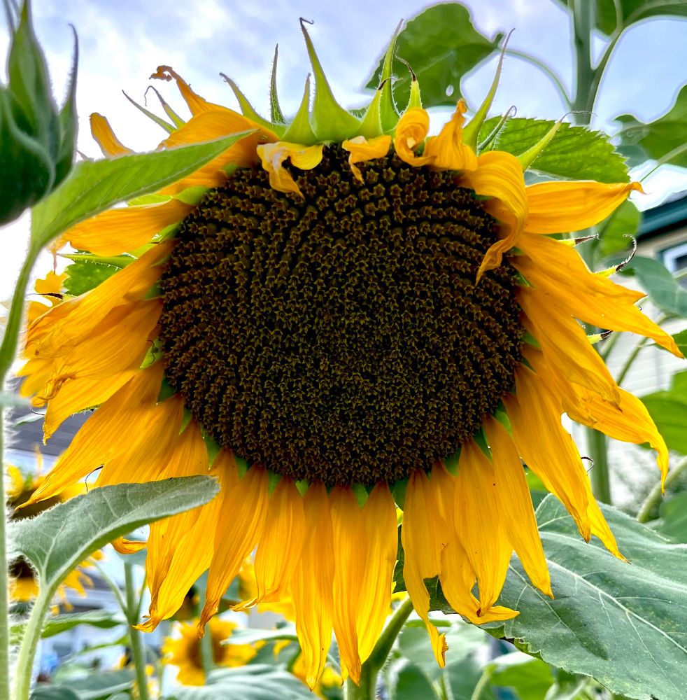 Yellow Sunflower with a large head bent down from the weight - resting as dusk rolls in