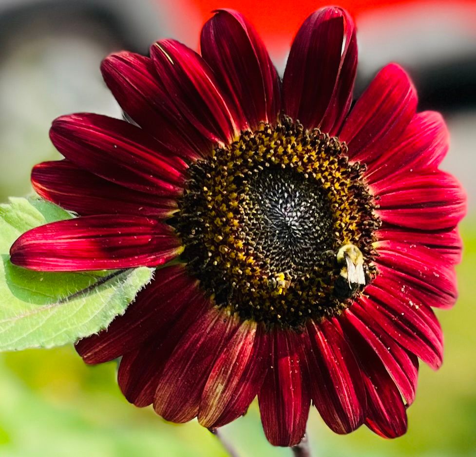 Chocolate sunflower with a bee feasting against a green background in the garden 