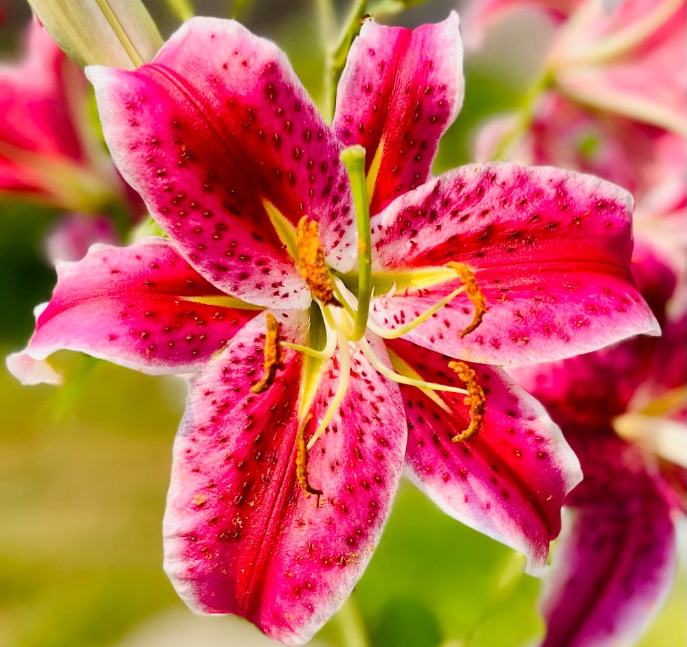 Pink lily against a green background in the garden