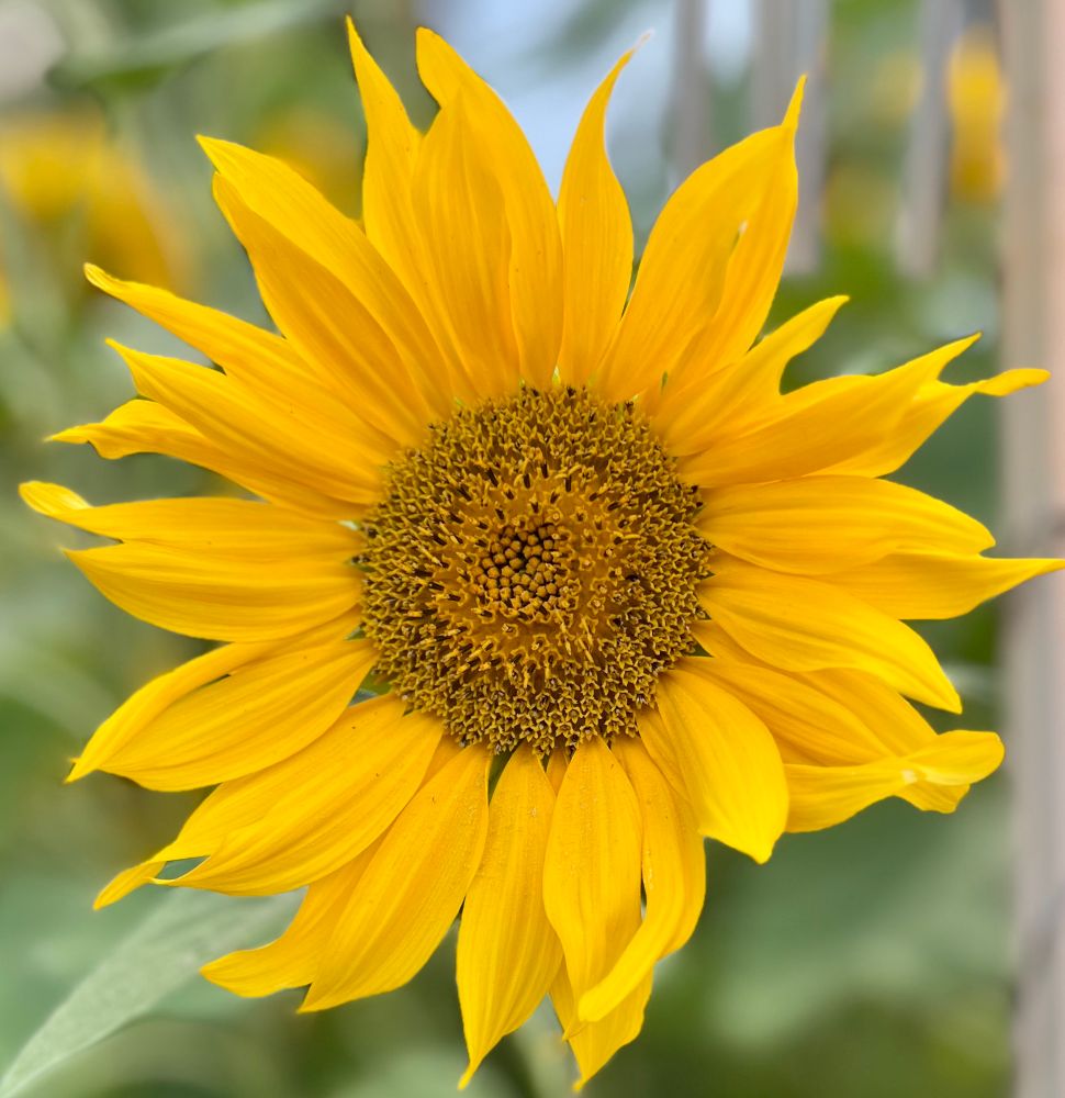 Yellow sunflower - with petals that resemble flickering flames coming off the sun.