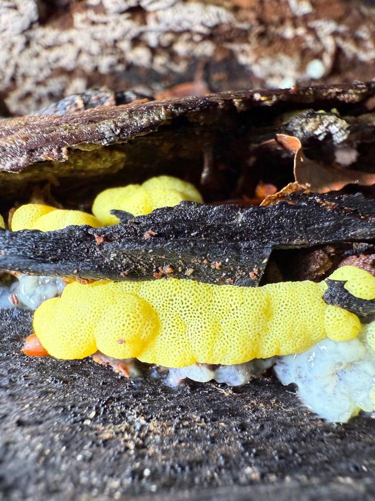 Wet, blackened wood with a horizontal ridge of bright sulphur yellow slime mold on it with a structure of irregular holes. It looks fresh and new. A tiny brown globular springtail sits on it, they like to eat it. White slime surrounds the yellow fruiting body in a few places. This is the plasmodial stage of the slime mold. 