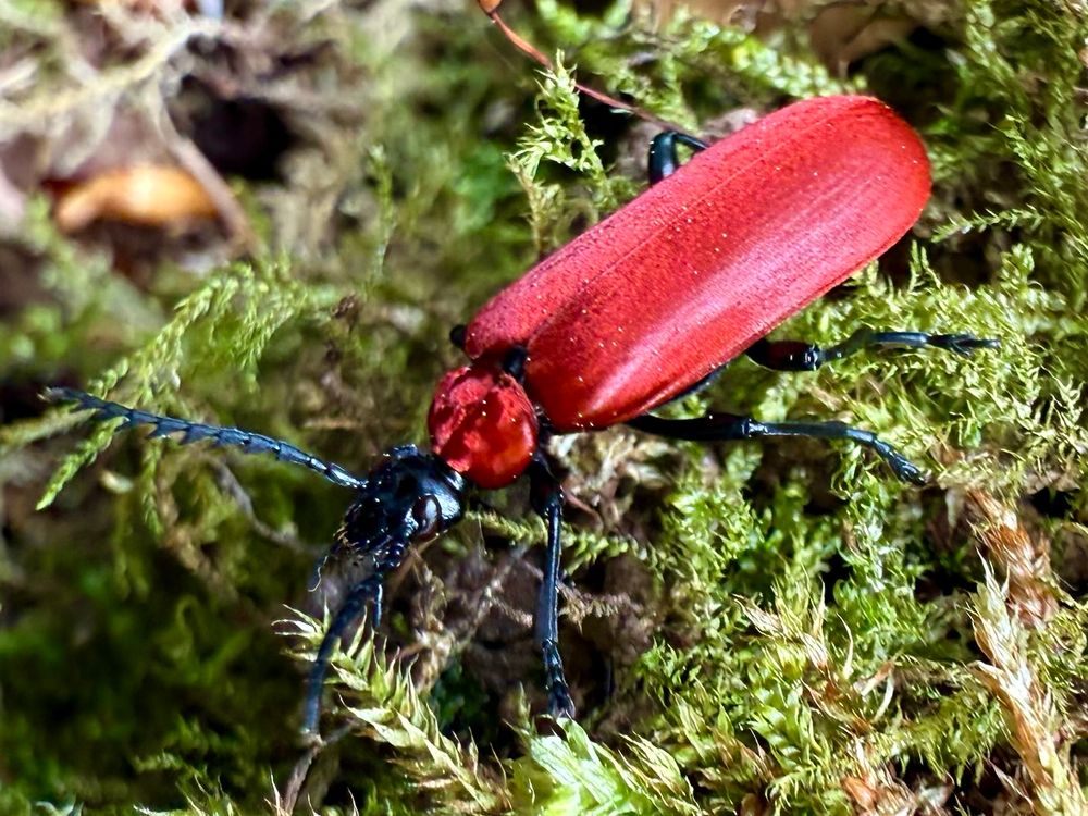 A fire engine red beetle with velvet texture, and with shiny black legs, head and antennas. It’s walking on some moss.