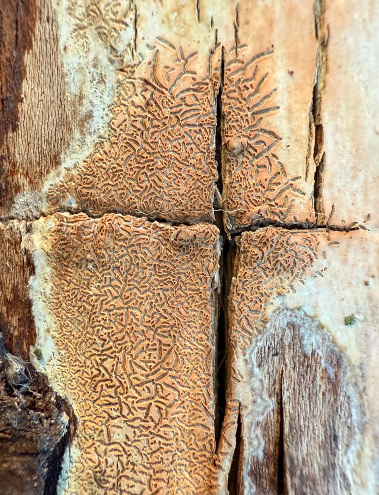 A flat patch of crust fungus on a fallen tree. The edges are white, fading into salmon pink in the middle. It has an intricate texture of many small grooves, looking similar to tunnels dug by insects.