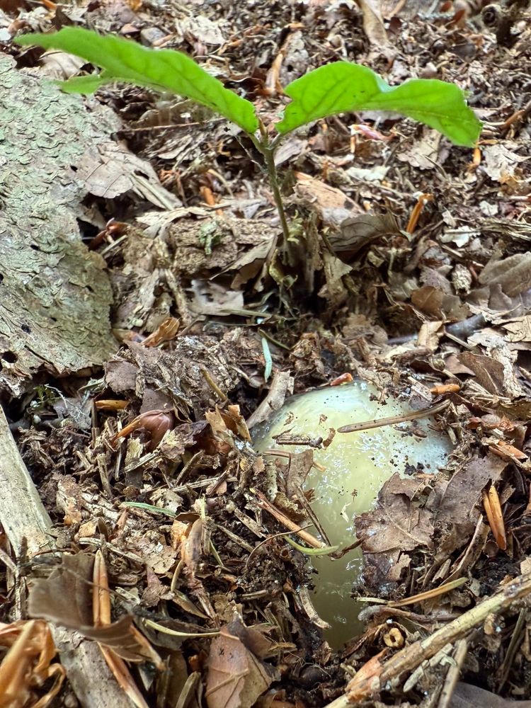 Leaf litter, between which a white top of a mushroom is emerging under a 1 cm thick layer of transparent slime. Above it stands a sapling with two leaves. 