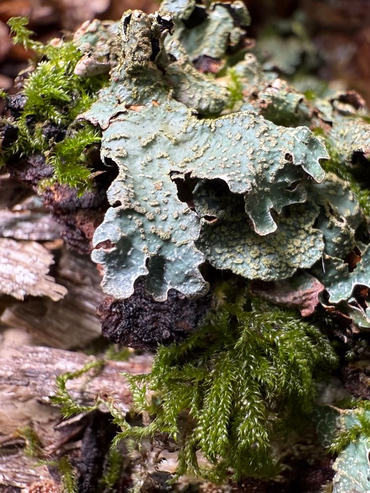 A flat growing bluish green lichen thallus with raised white spots on it. It’s cohabiting with its best mate, a hair moss. 