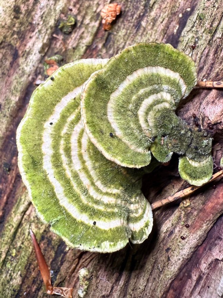 Two turkey tail mushrooms, white flat bracket fungi with algae on them that makes it look like they have green and white stripes. Growing on dead wood.
