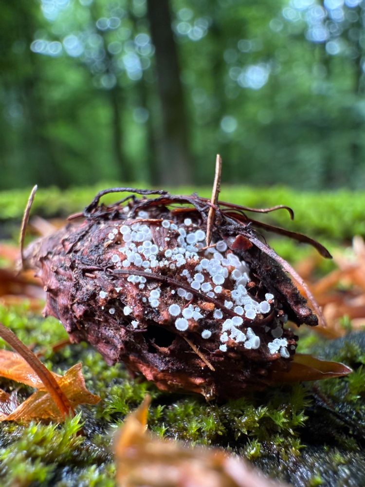 A group of tens of tiny white cup-shaped fungi on a beech nut cover. Each round fairy cup has a fringed edge. The beech nut cover lies on wet moss. In the background are blurry green trees.