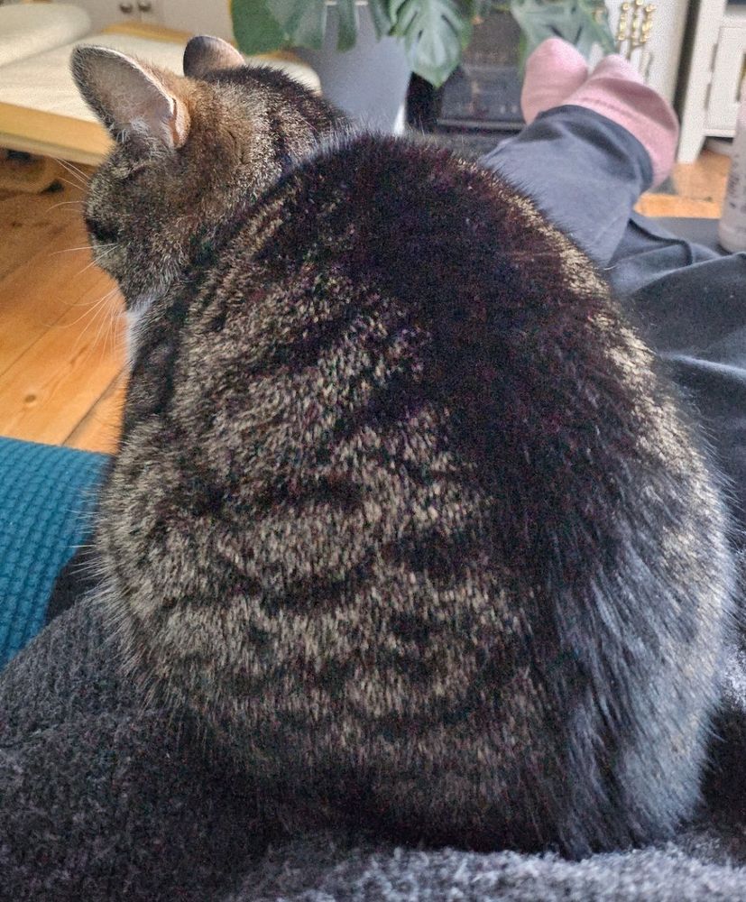 Tabby cat sat on my lap. Looking away from me with a big round fluffy bum.