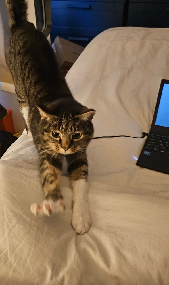 Laptop on a white bed. A tabby cat stretches towards the camera - long across the bed and claws out with wide eyes
