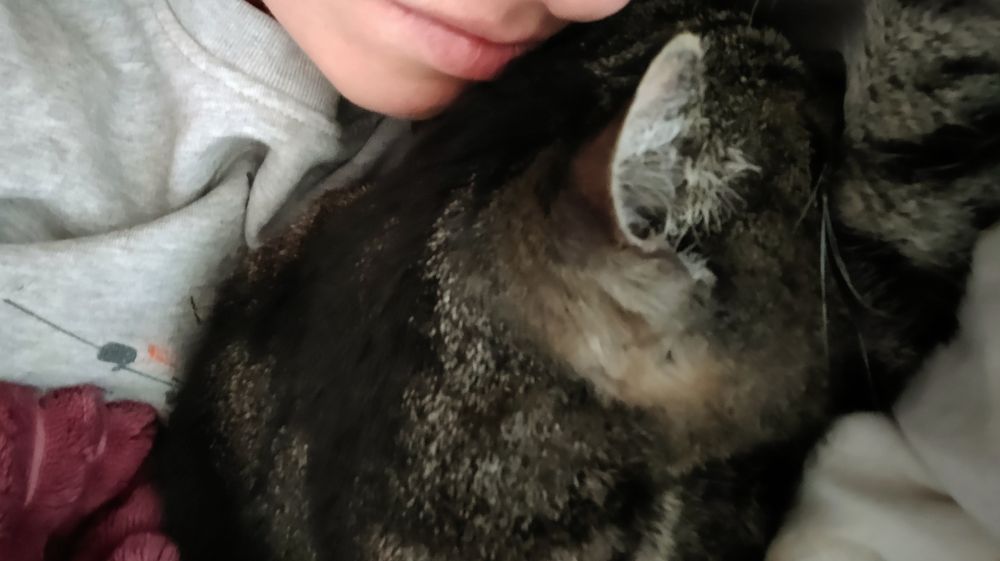 Dunkel getigerter Kater liegt auf meinem Arm, sein Kopf unter meinem Gesicht, während er seins ins Kissen drückt.