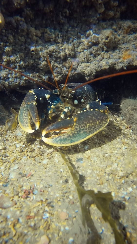 Underwater photo of a European lobster coming out of a crevice