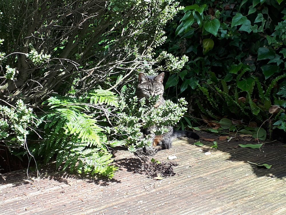 A tabby cat - Nellie- sits on some garden decking, shielded by a bush but watchful....and waiting...