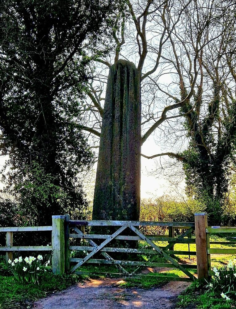 A large standing stone, deeply grooved sits behind a modern gate, surrounded by trees and daffodils. 