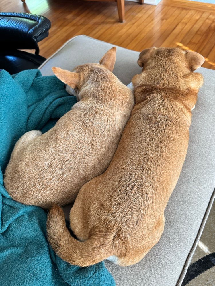 Two cute dogs facing away from the camera while napping