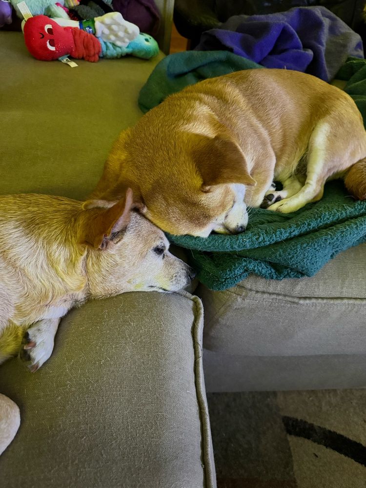 Two cute dogs, touching heads while napping