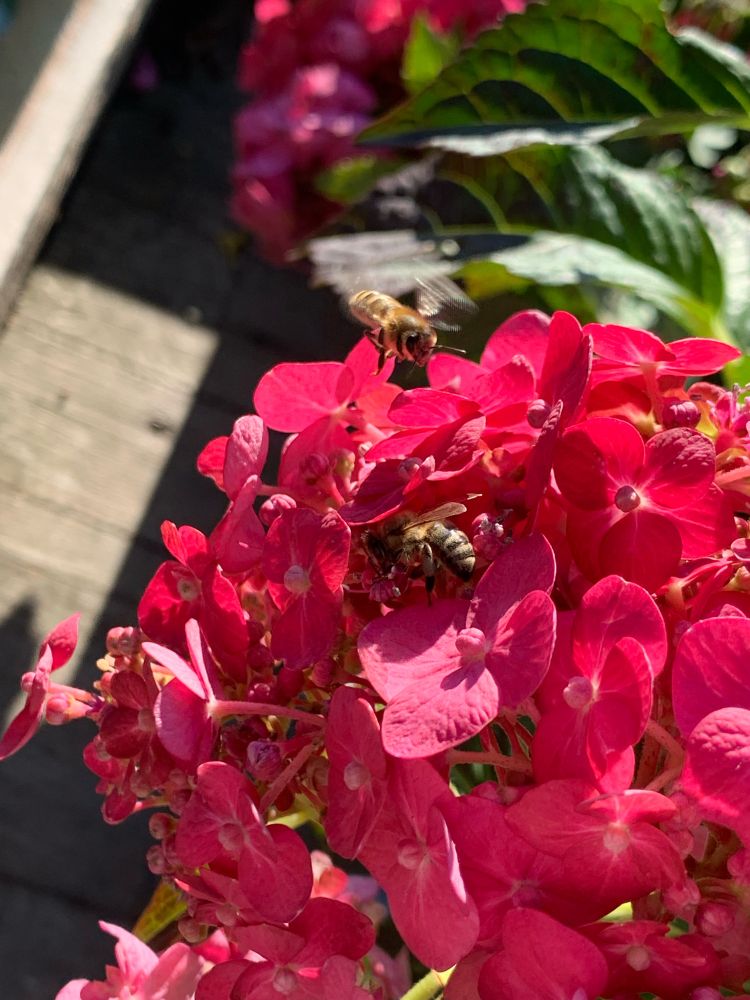 red flowers and two honeybees