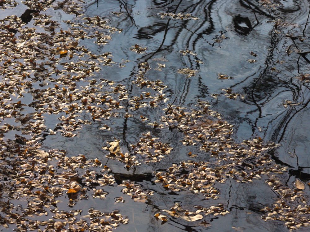 Blick auf eine Pfütze, in der Herbstlaub schwimmt, Der graue Himmel spiegelt sich mit den kahlen Bäumen in der vom Wind bewegten Oberfläche. Das Sonnenlicht kommt von oben links und beleuchtet die hell- bis dunkelbraunen Blätter. Alles wirkt eher unruhig.