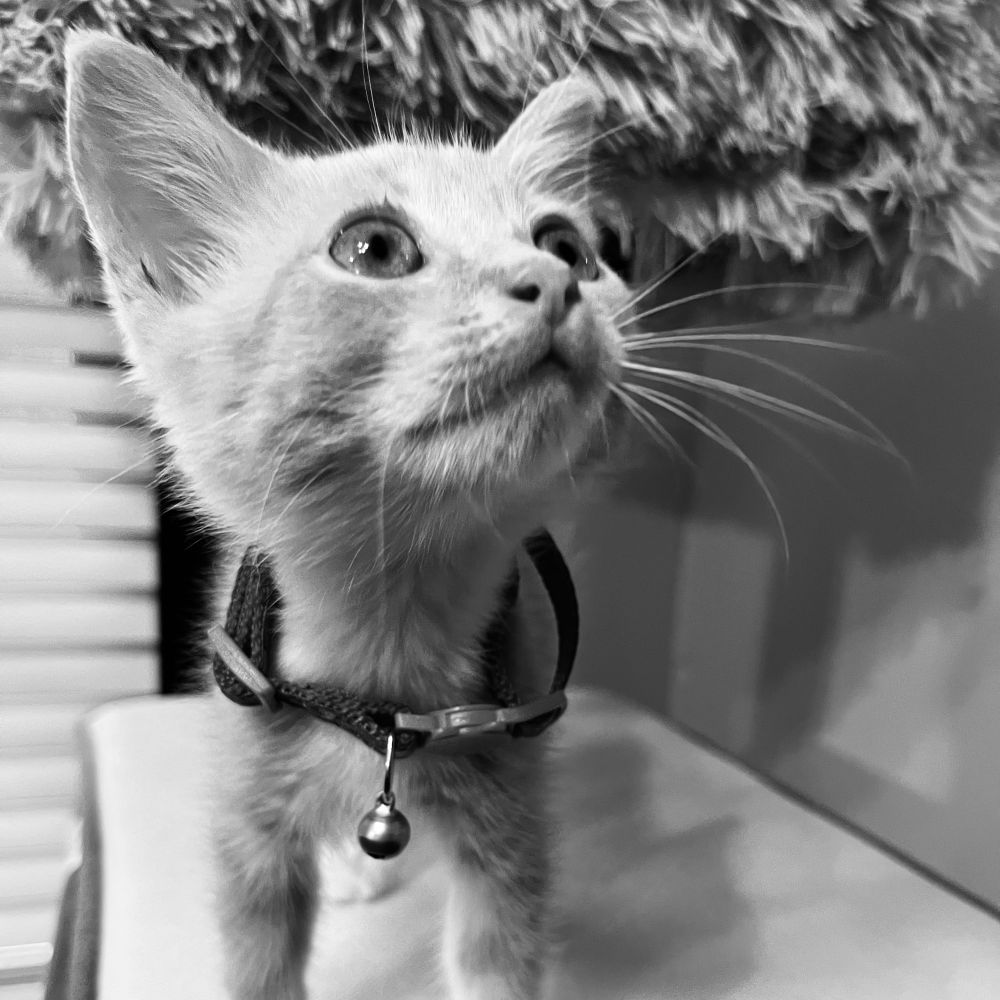 Black and white photo of a kitten. He is facing the camera, looking to the side, wearing a too big collar with a single bell.