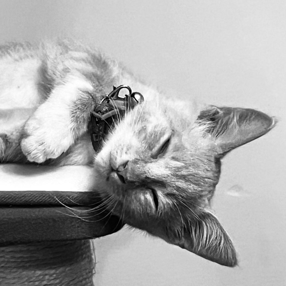 Black and white photograph of my kitten, Leo, asleep. His head off the perch, angled slightly toward the ground.